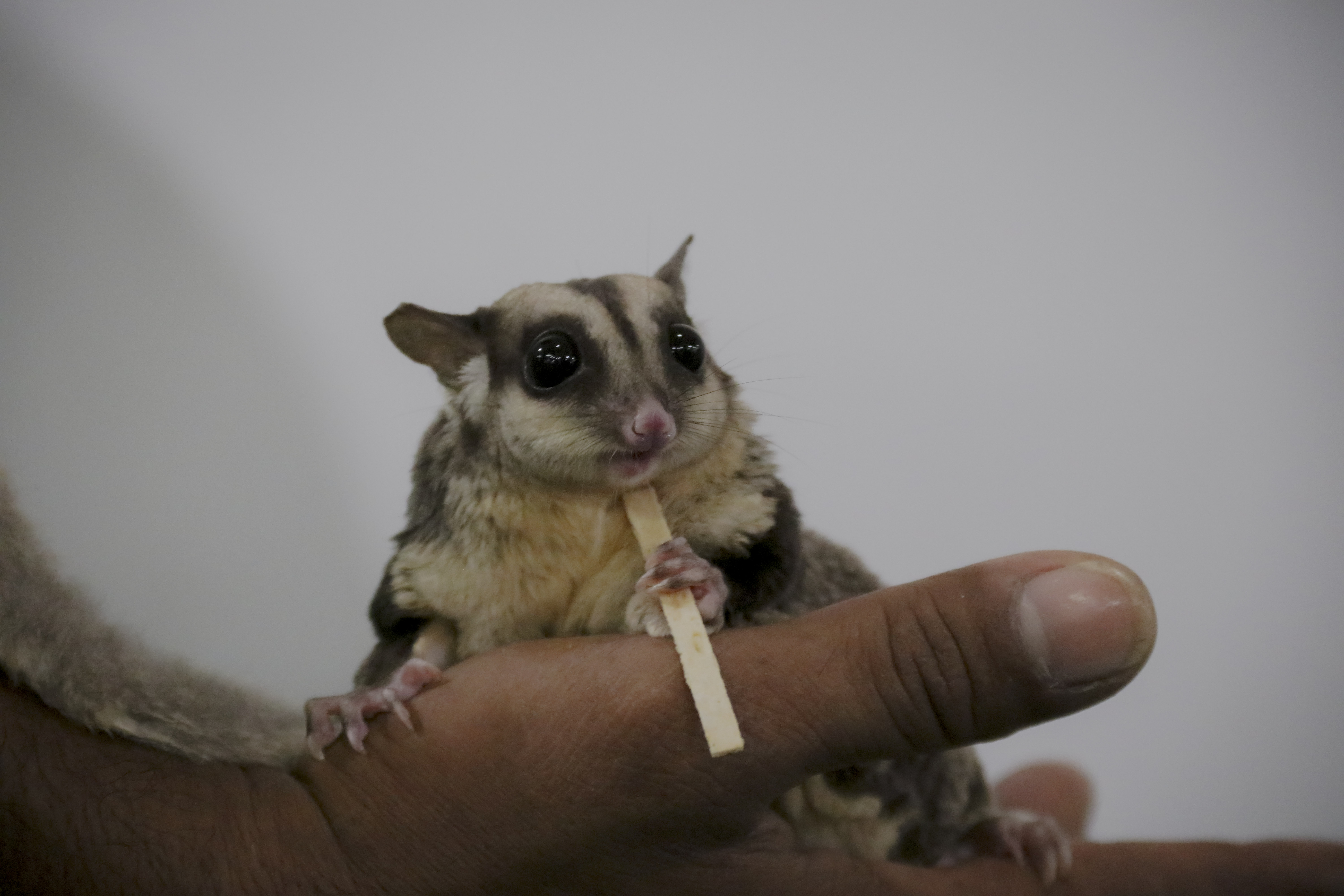 Sugar Glider_1.jpg