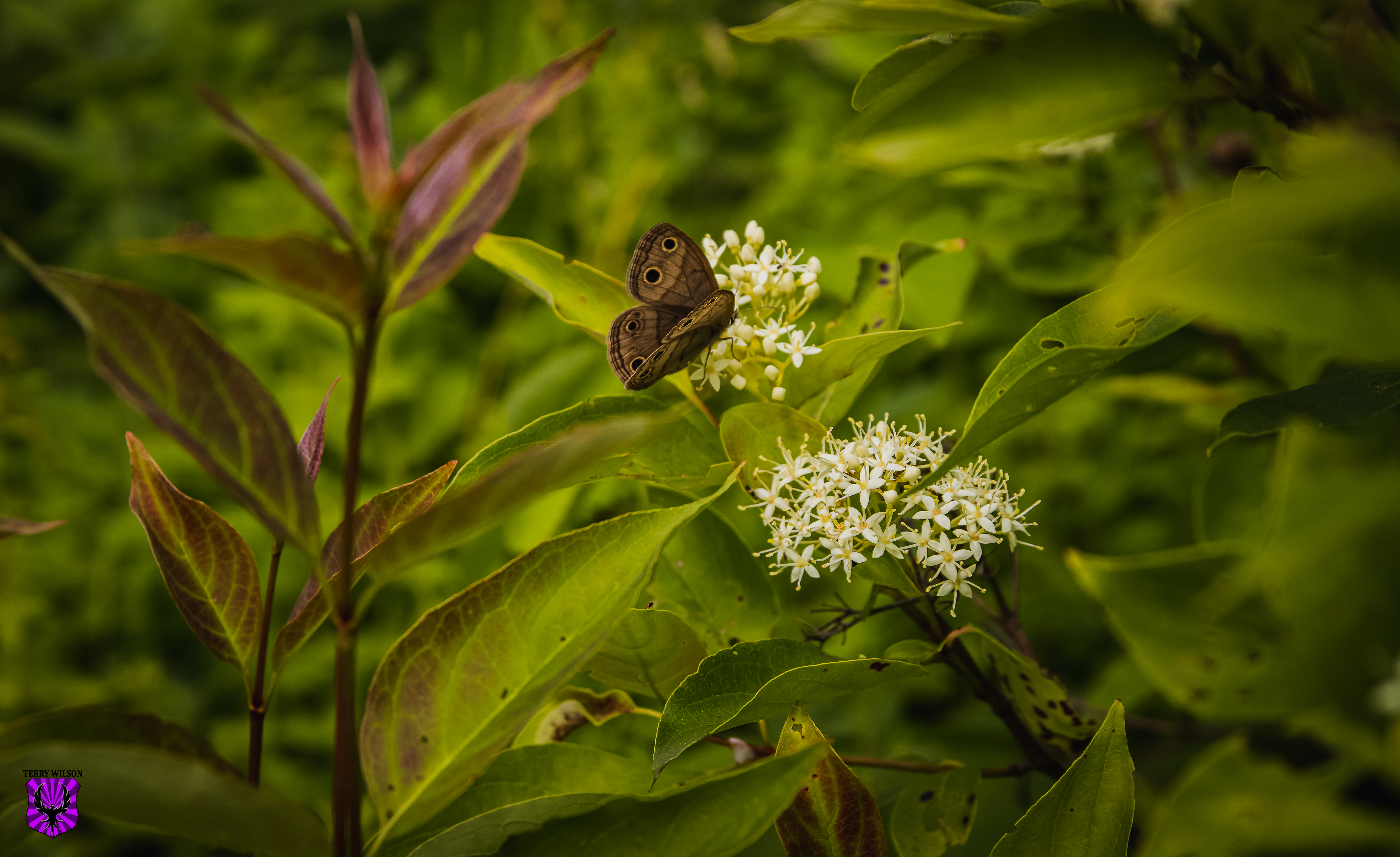 IMG_3678-2.jpg