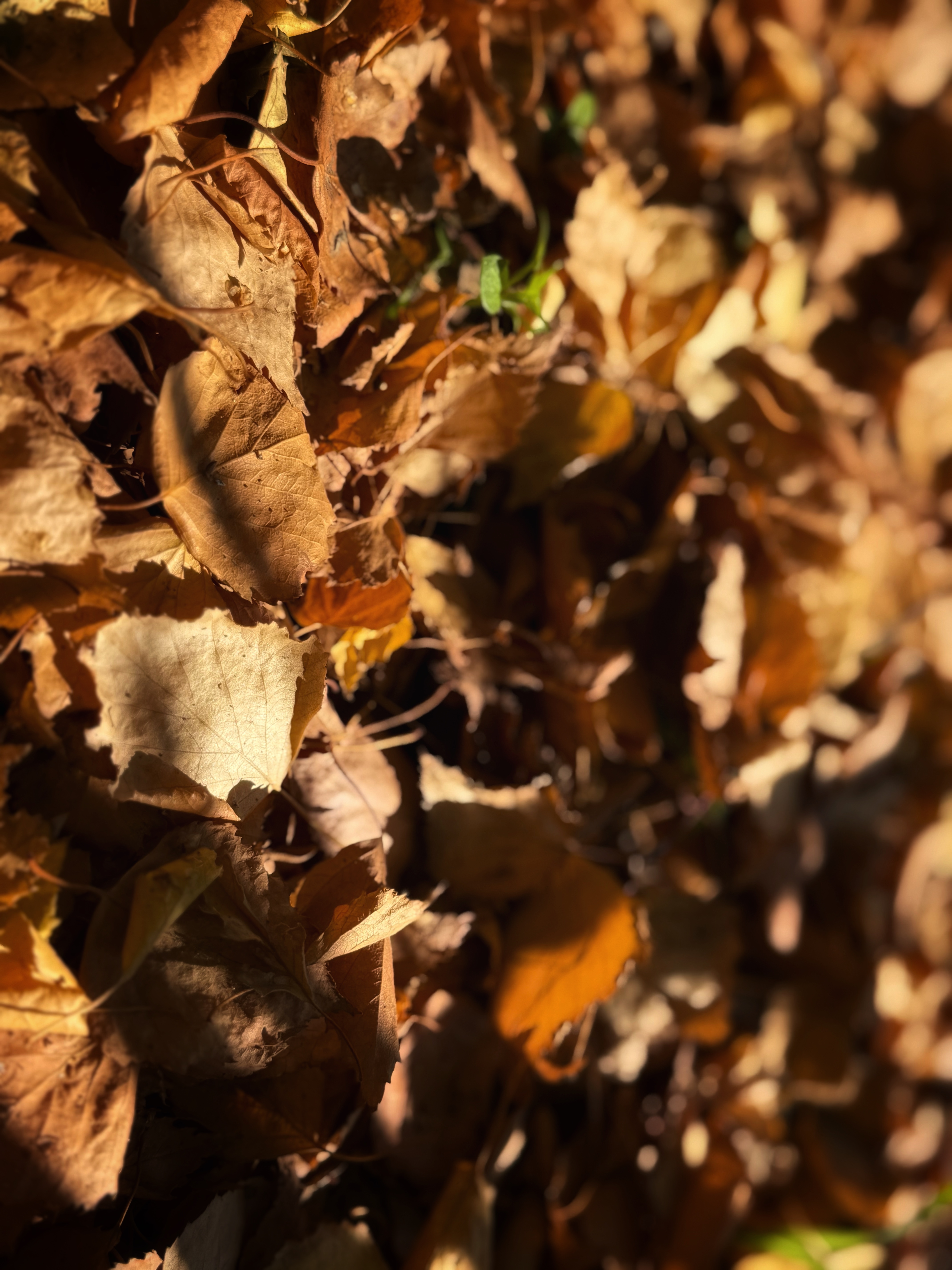IMG_6290.jpeg