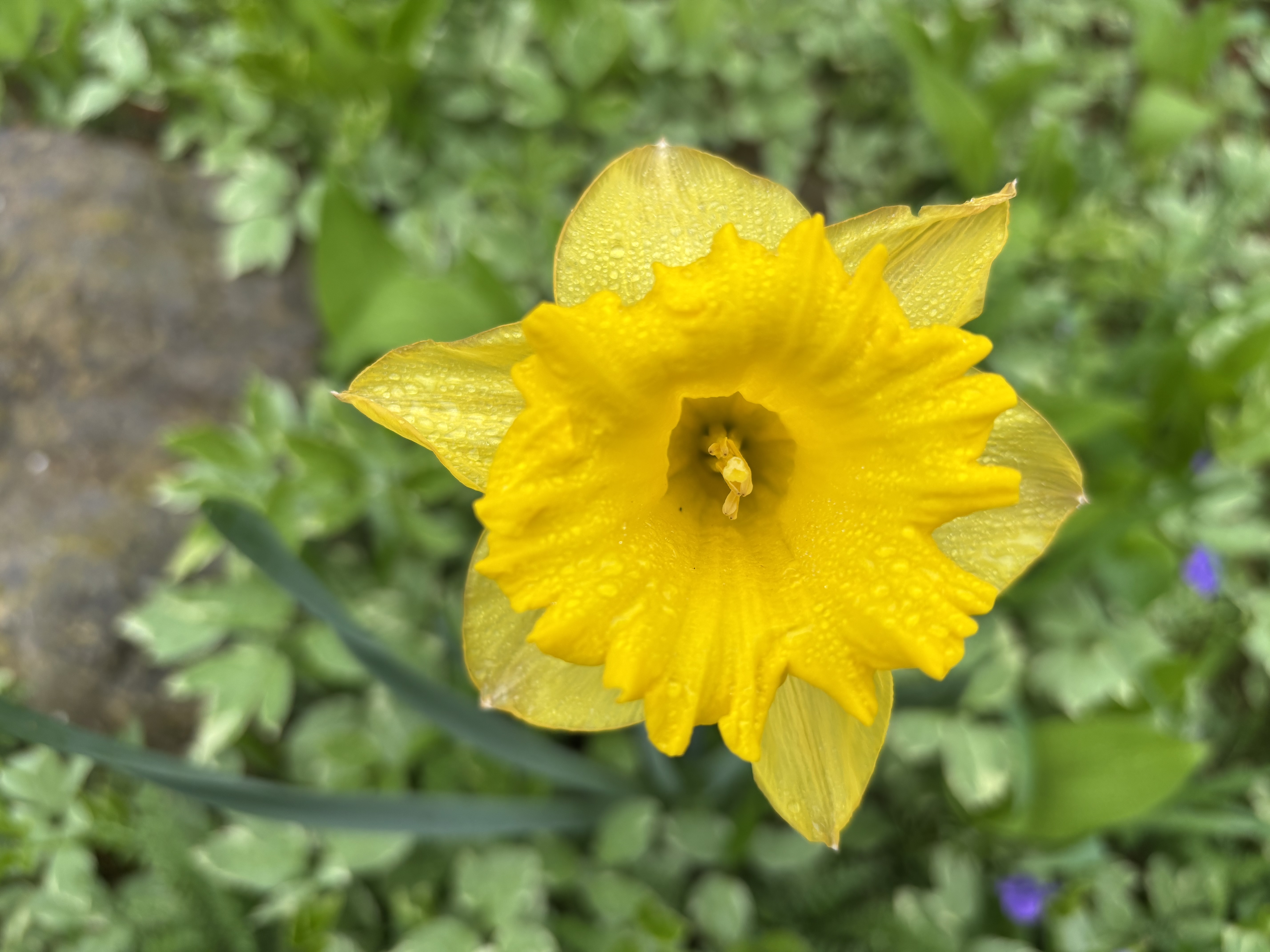 IMG_2827.jpeg