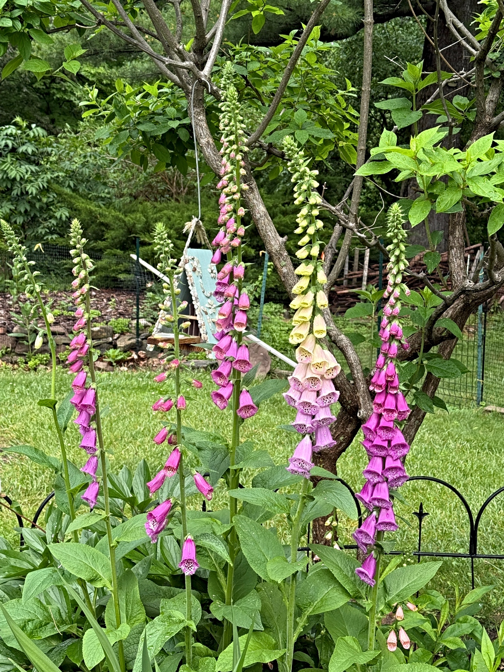 hivegarden-flower-5.jpg