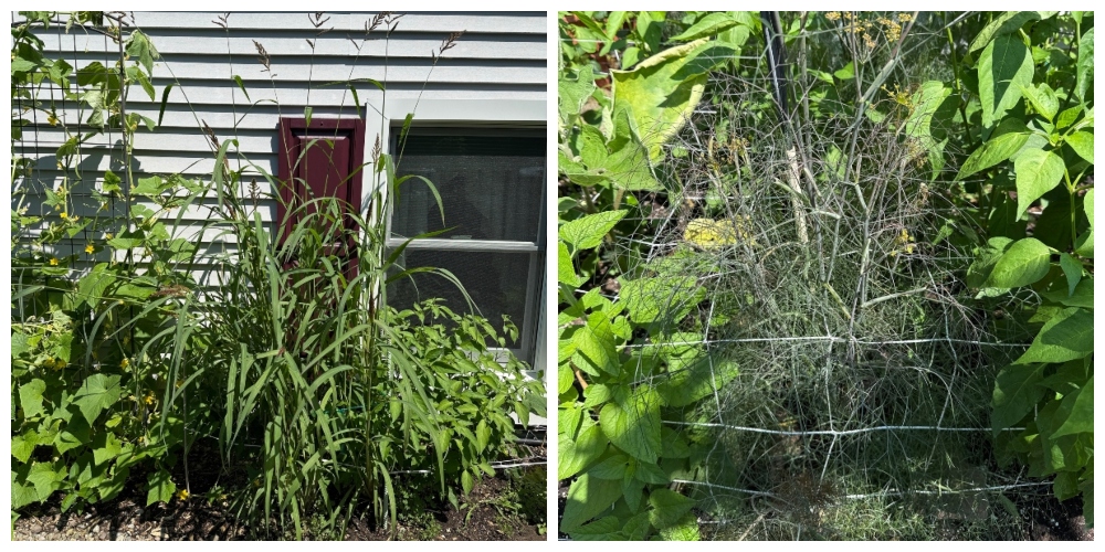 hivegarden-lemongrass-fennel.jpg