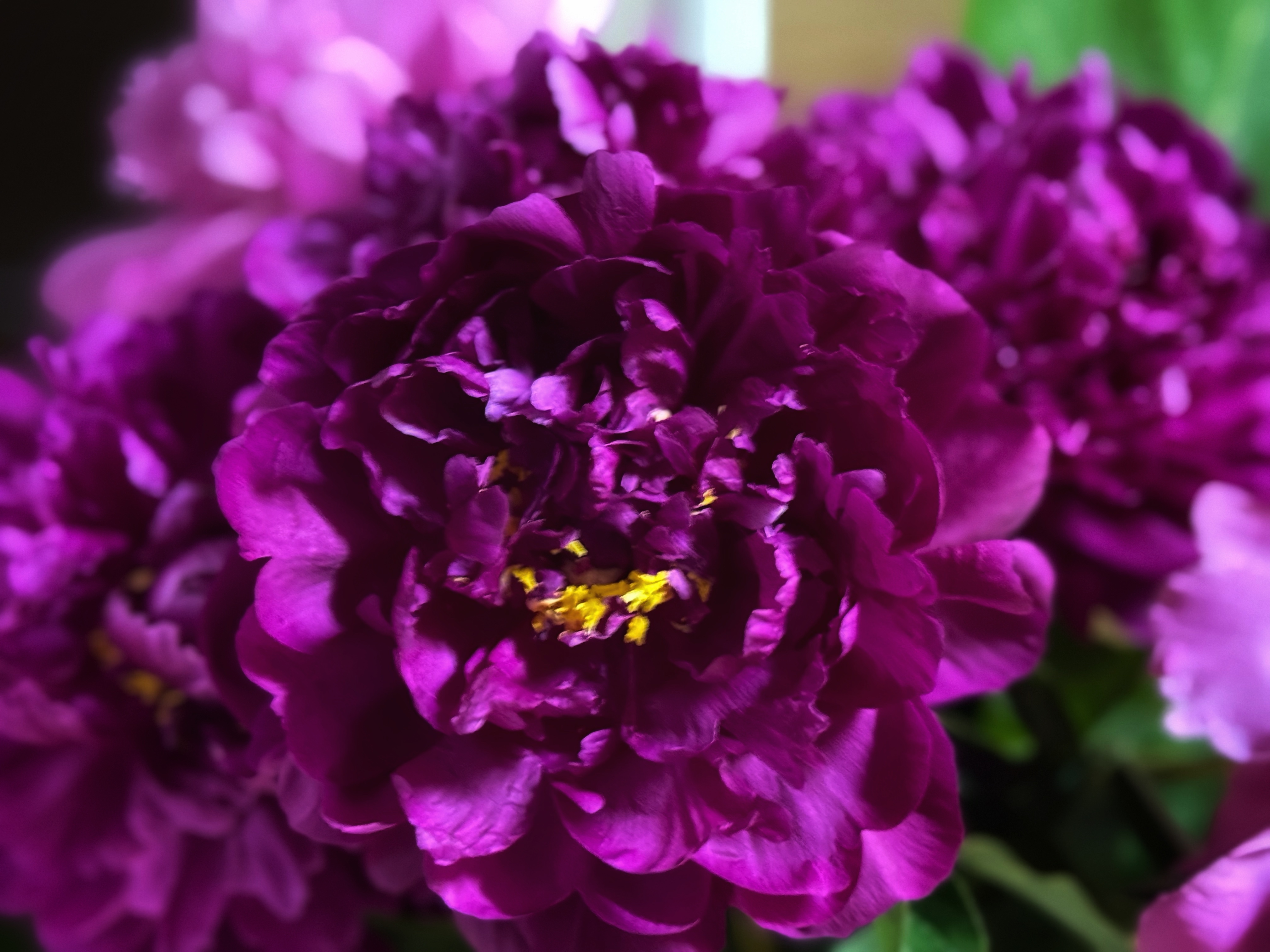 IMG_3381.jpeg