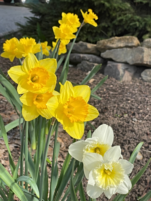 flowers-8.jpg