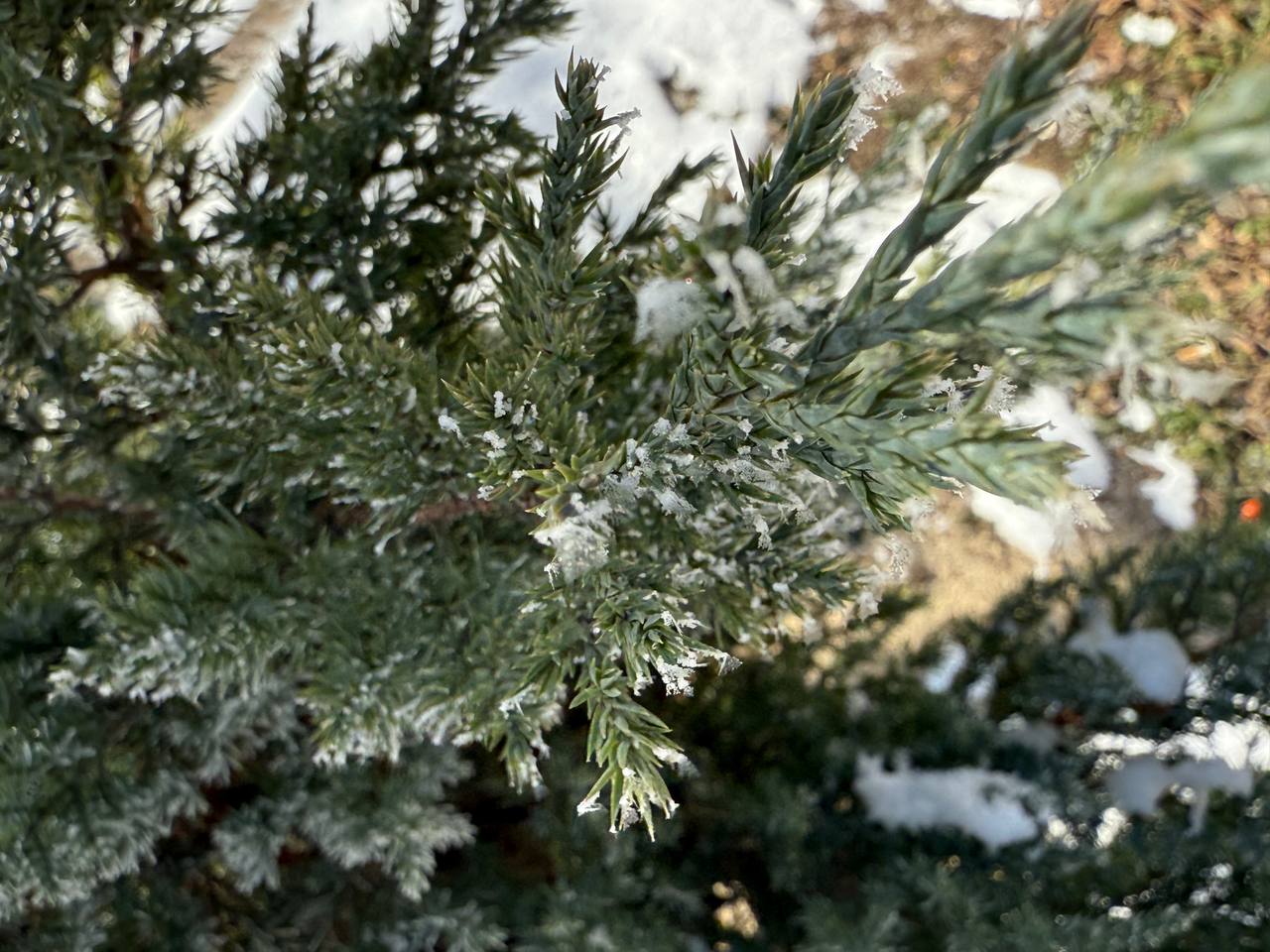 IMG_1040.jpeg