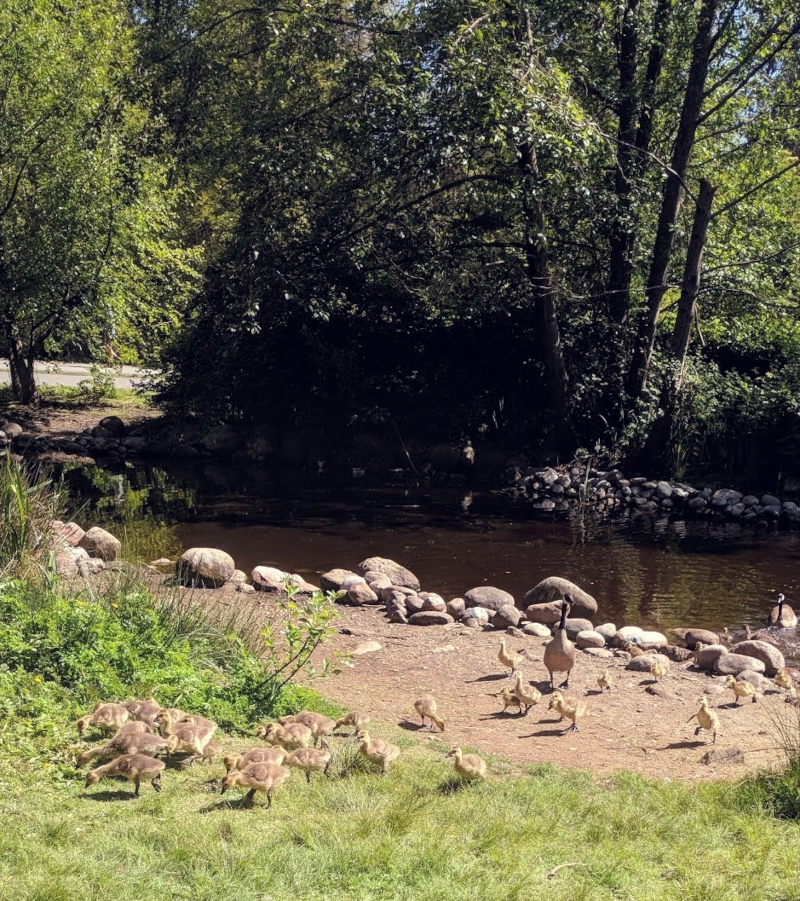 CanadaGeese_001.jpg