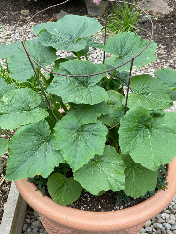 https://images.hive.blog/DQmbDdqp6un3eHtqWiiapDy1Rc7oDS98723x1cbyNVW9Fhy/hivegarden-vegetables-zucchini.jpg