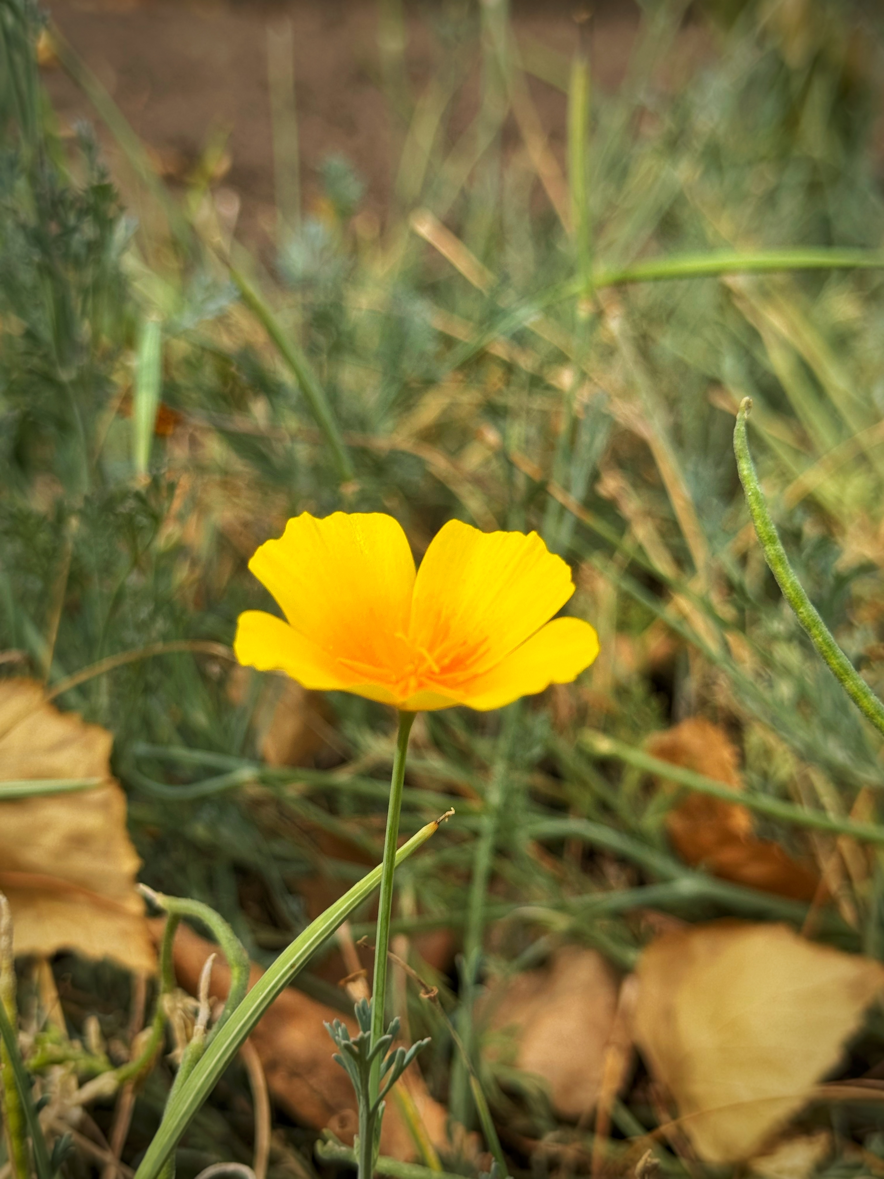 IMG_5337.jpeg