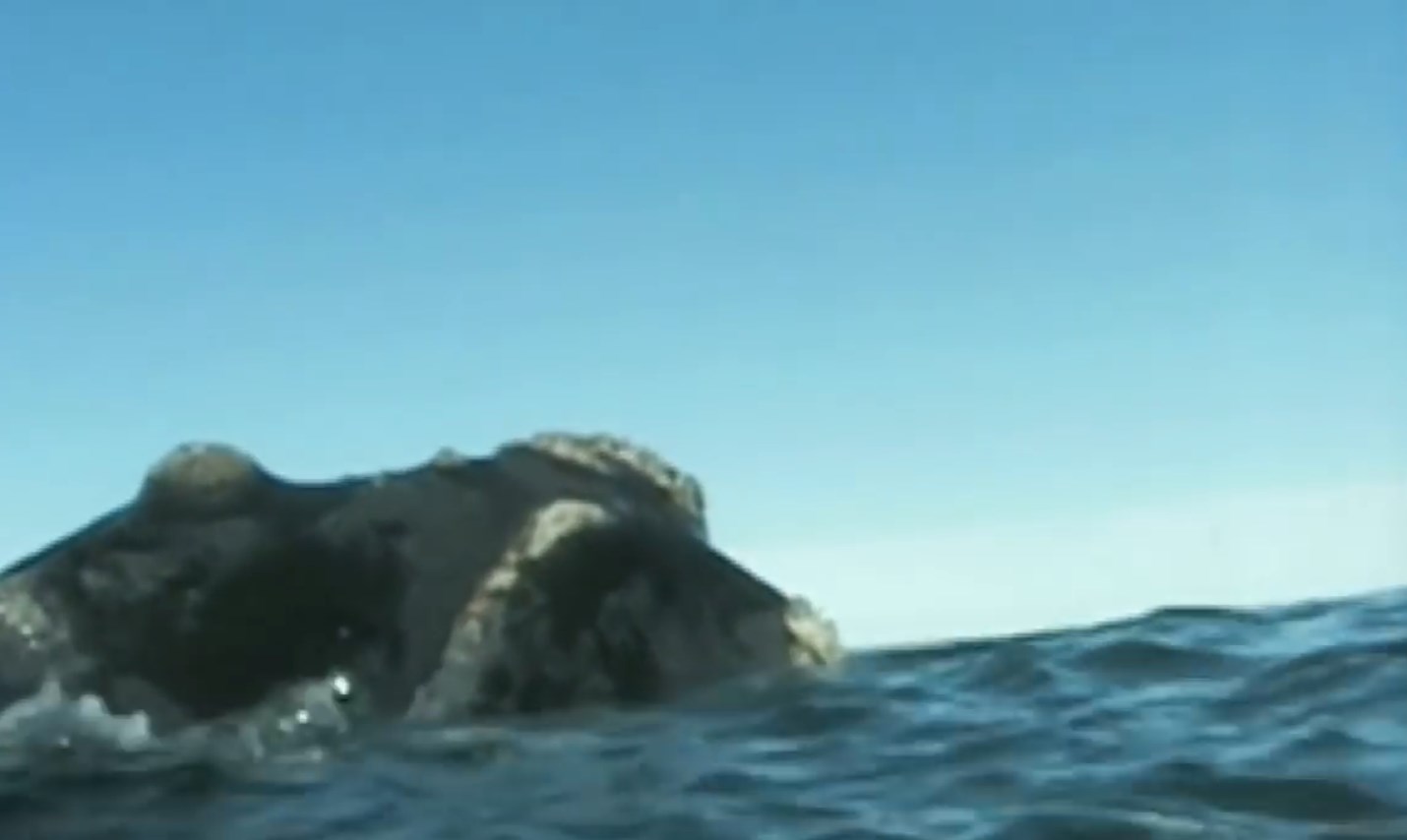 02.-Le balene in Patagonia-5.jpg