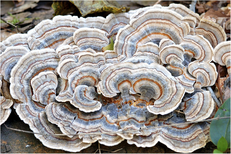 Turkey Tail Mushroom.png