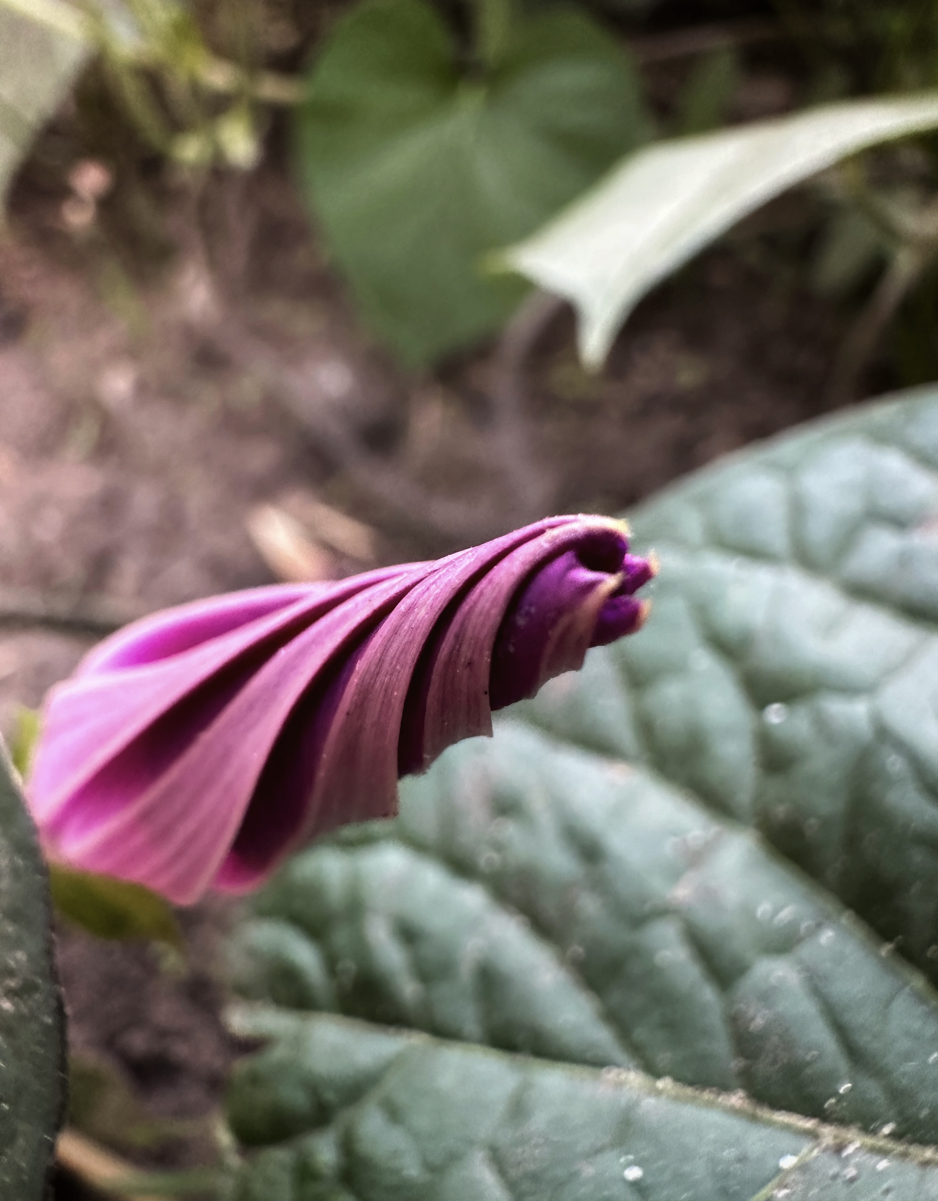 IMG_5328.jpeg