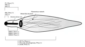 mycoplasma.webp