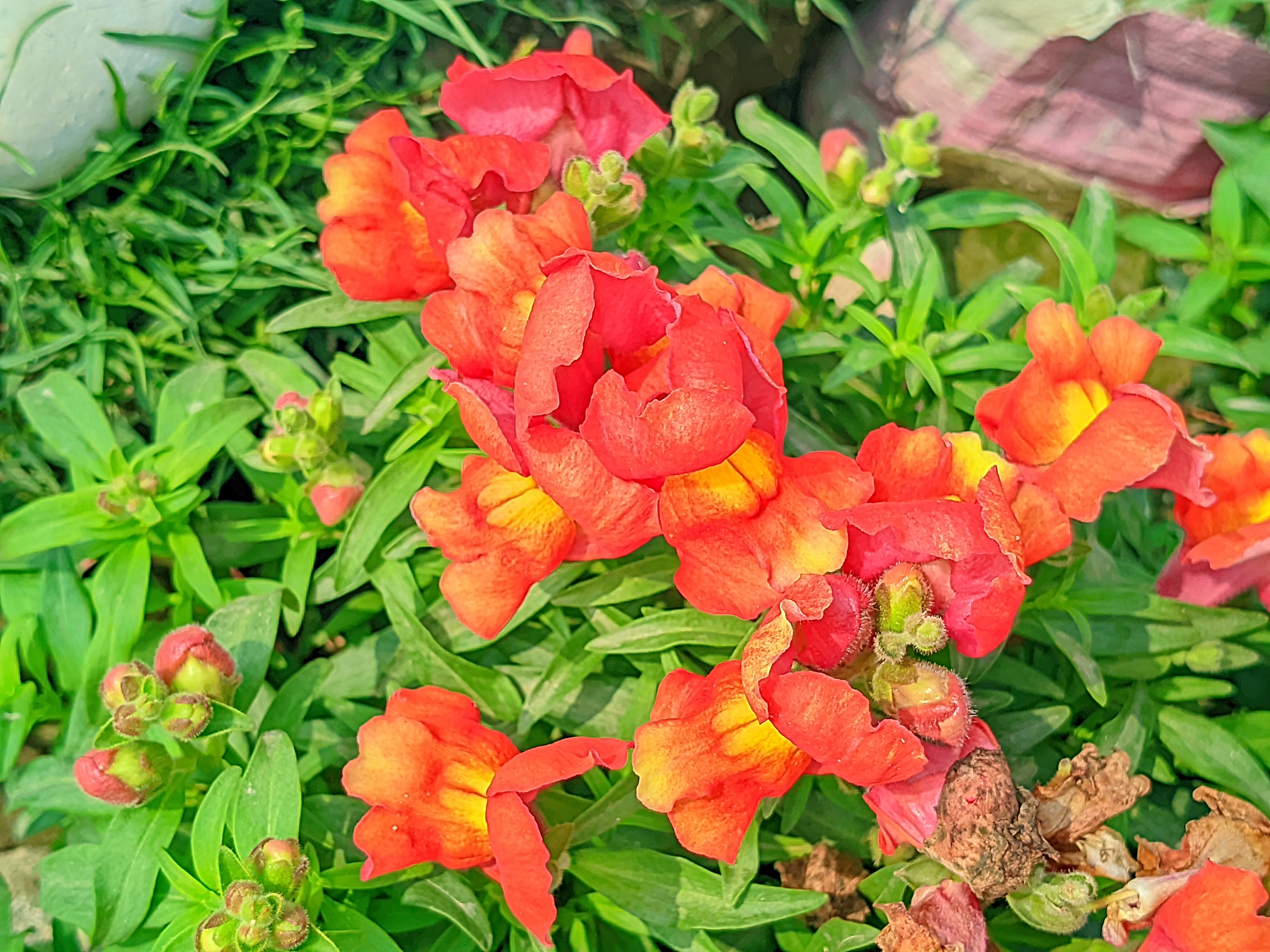 Beautiful Some Random Flower Photos