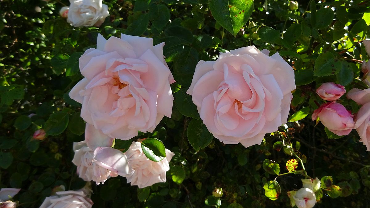 Rosas 1.jpg