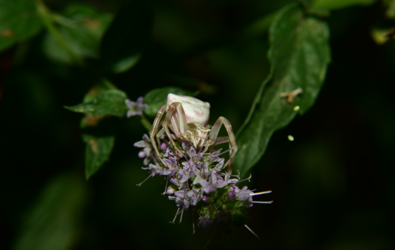crab spider 3.png