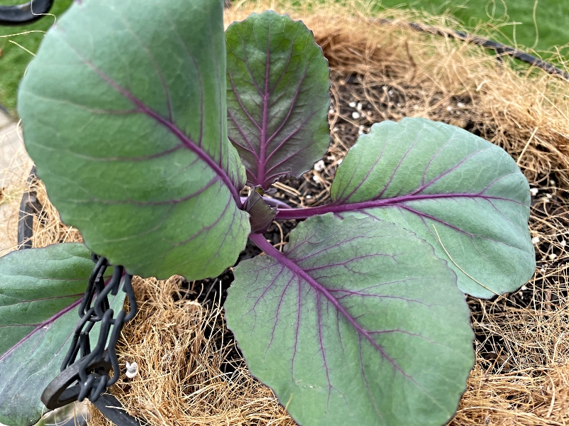 gardening-sustainable-cabbage-.jpg