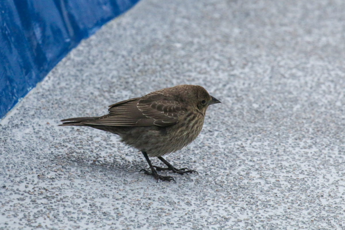 IMG_8648.jpg