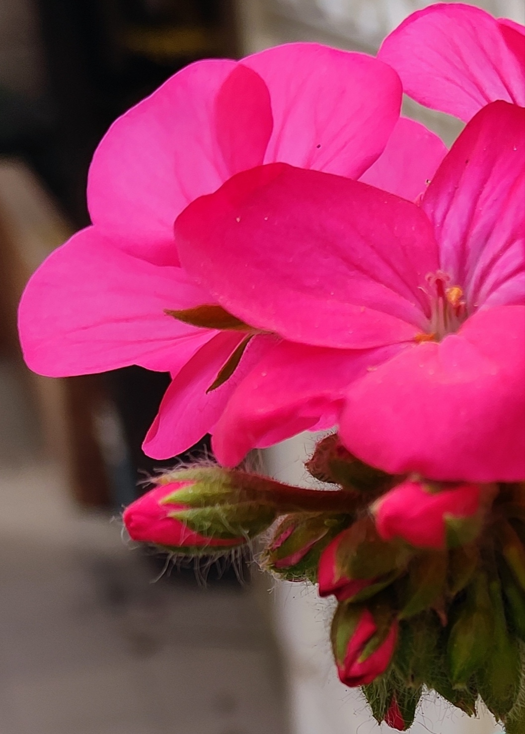 IMG_20250420_145545.jpg