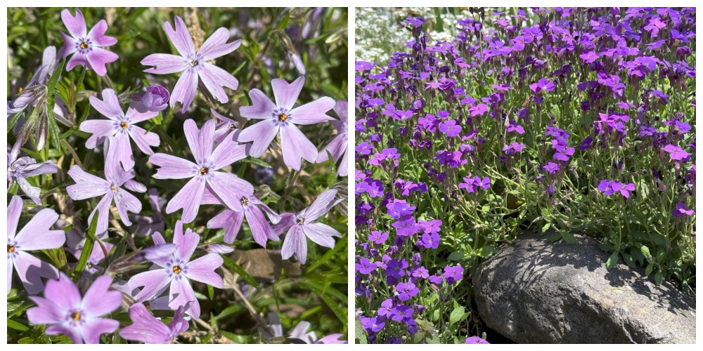 hivegarden-flowers-1.jpg