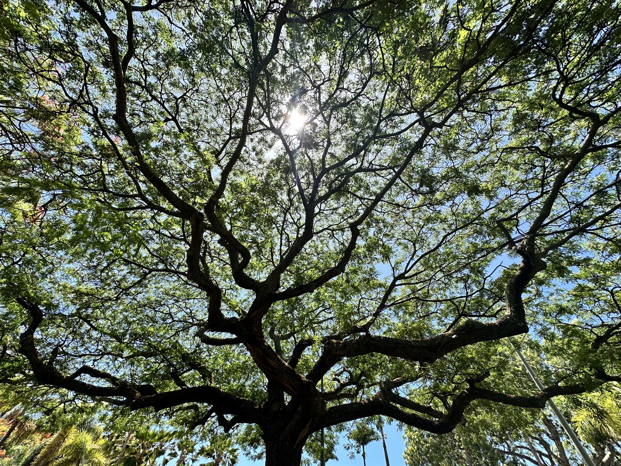 Tree in Noumea