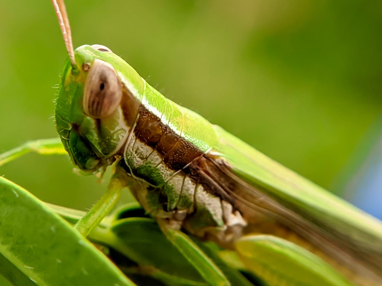 grasshopper (31).jpeg