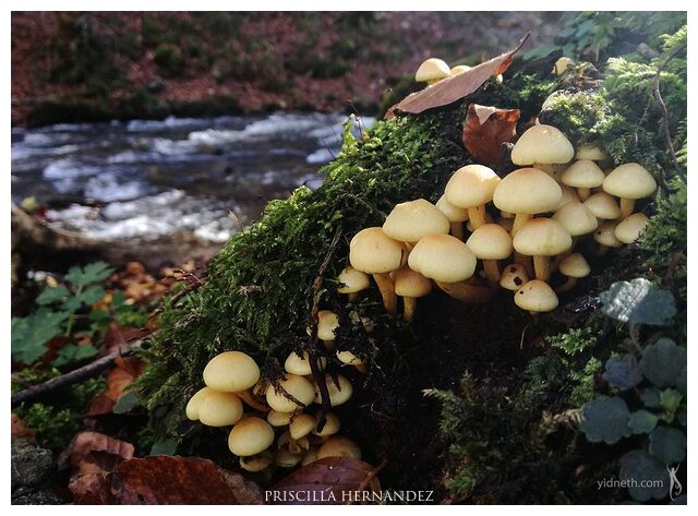 mushrooms -640- by Priscilla Hernandez.jpg