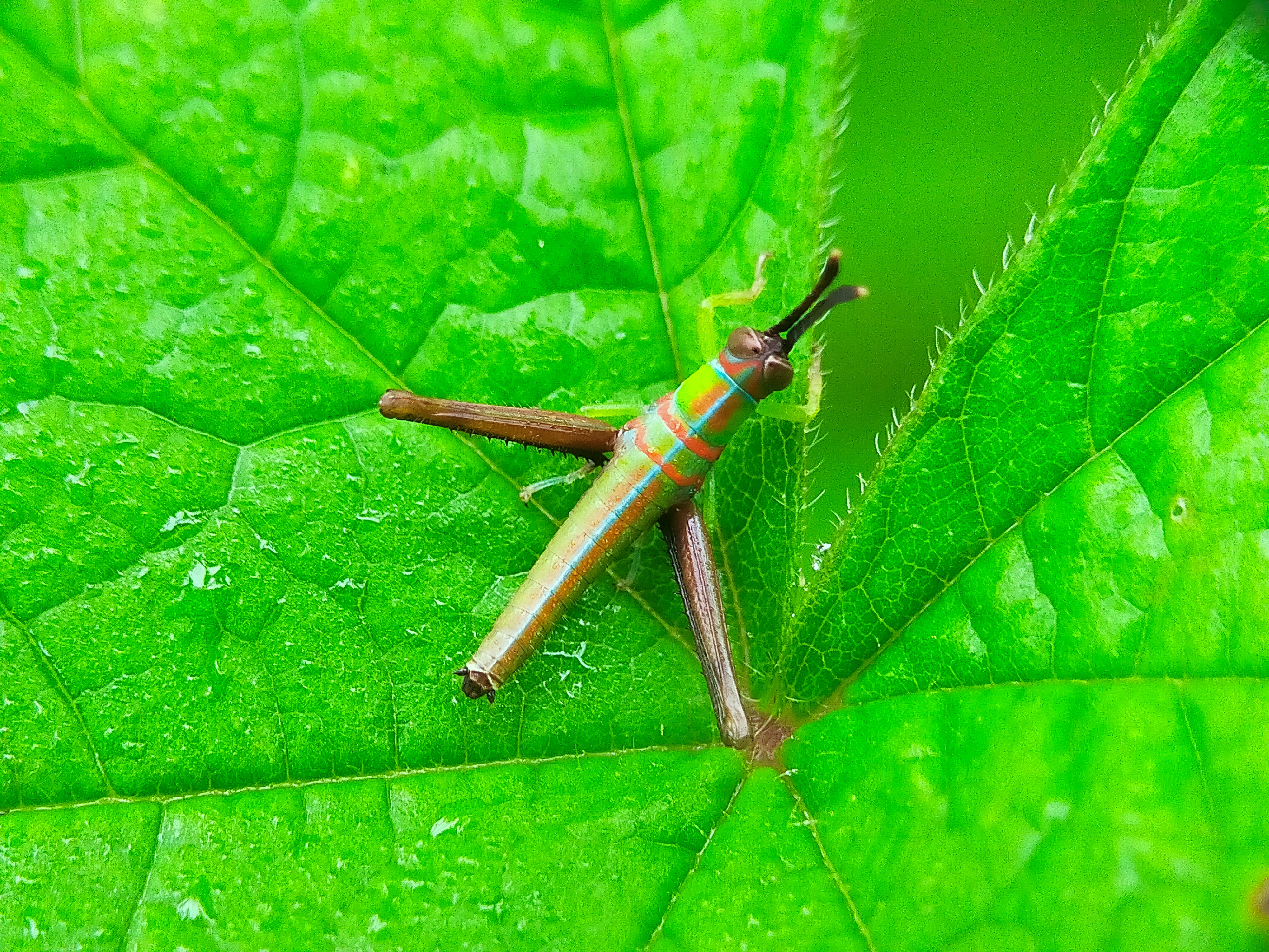 Grasshopper Color (17).jpg