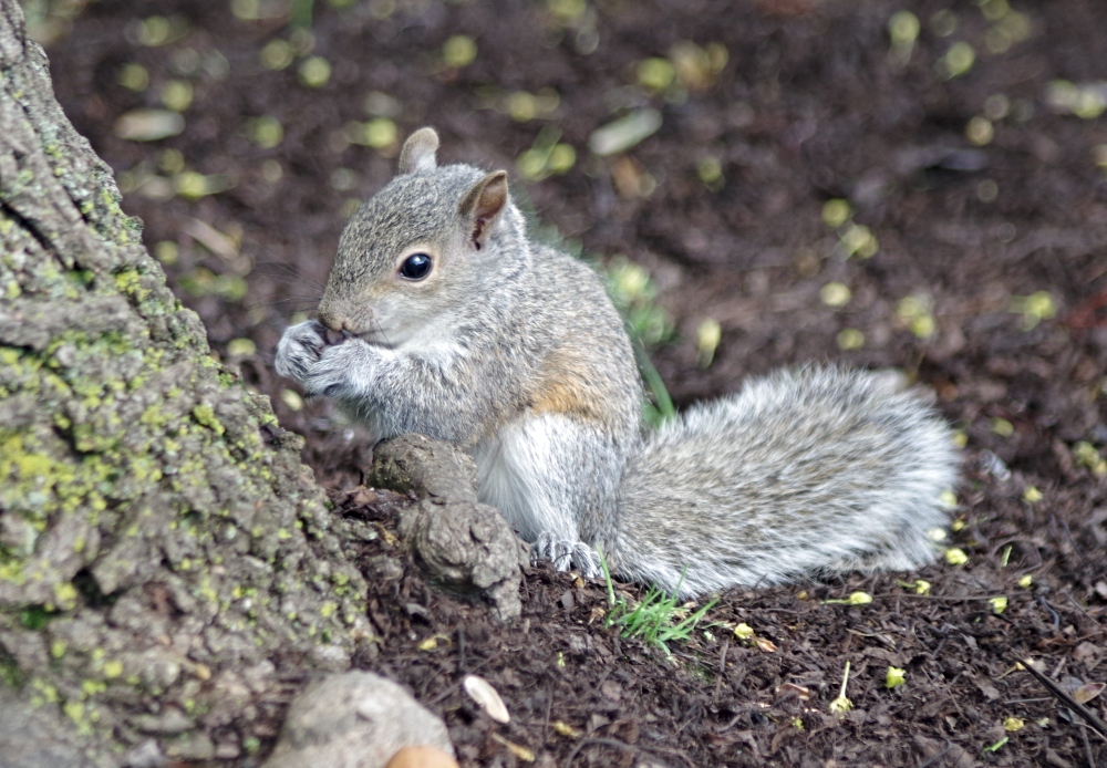 baby squirrel -7.jpg