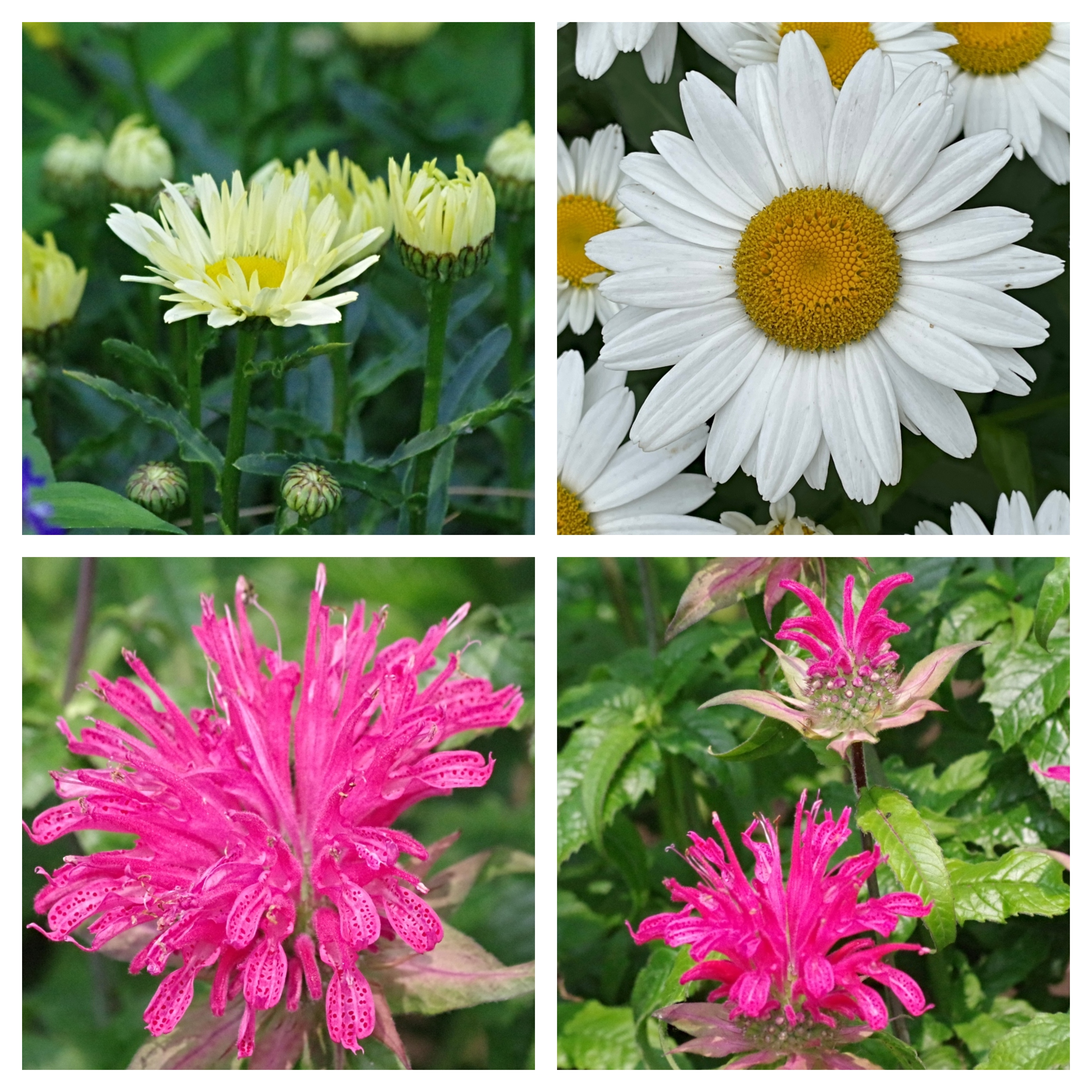 hive-gardening-daisy.jpg