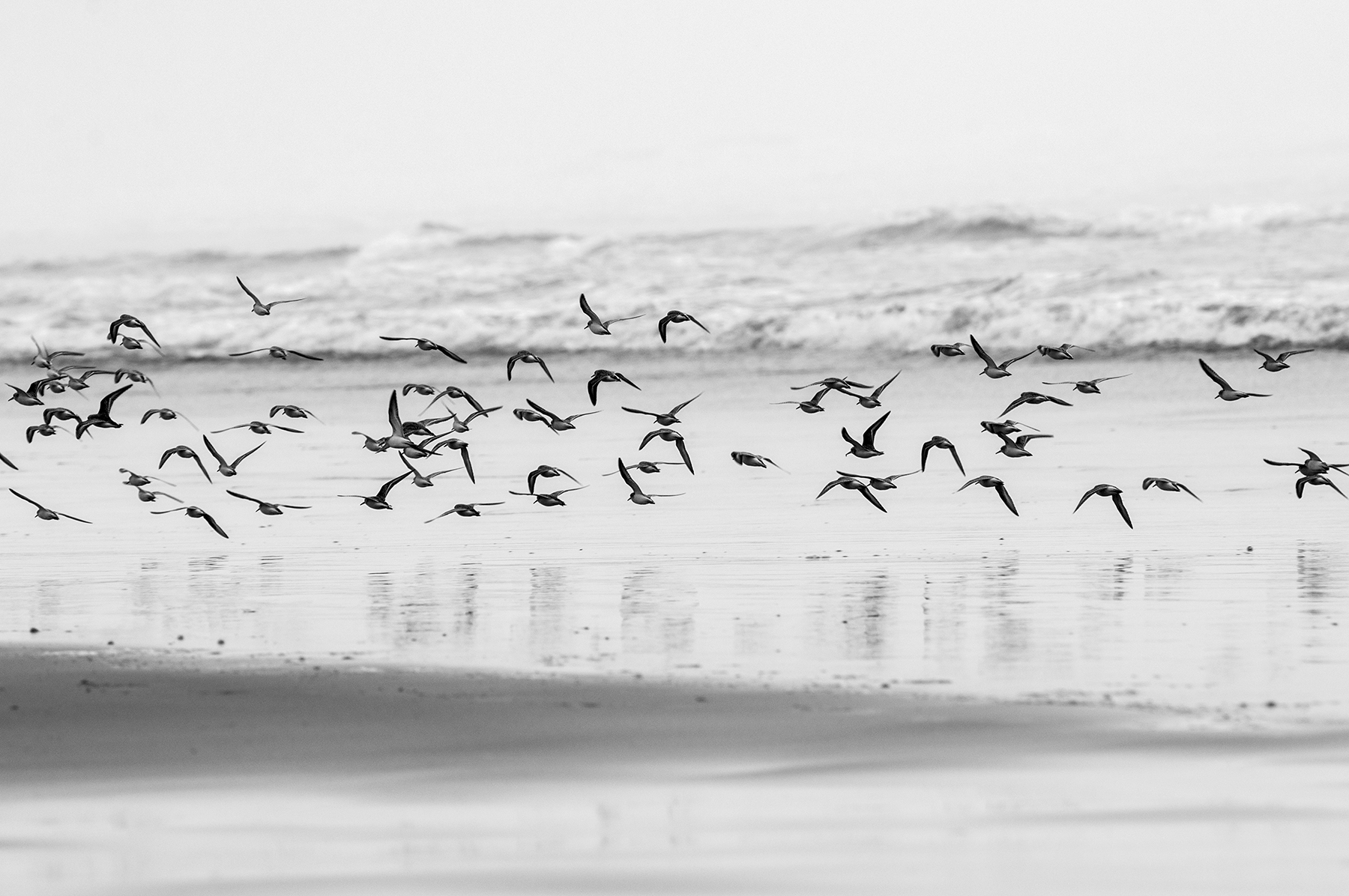 Birds at the beach s.jpg