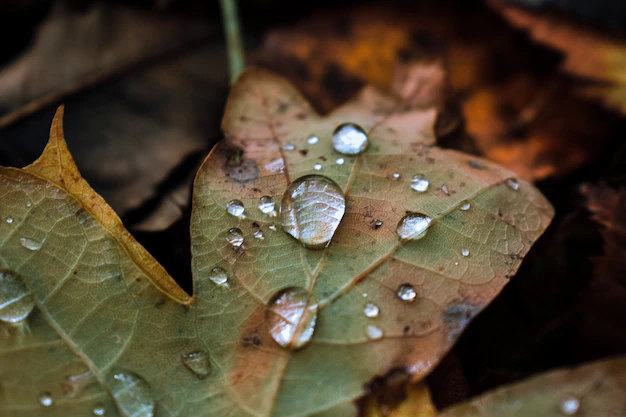 macro-shot-autumn-leaf-with-water-droplets-it_181624-38719.webp