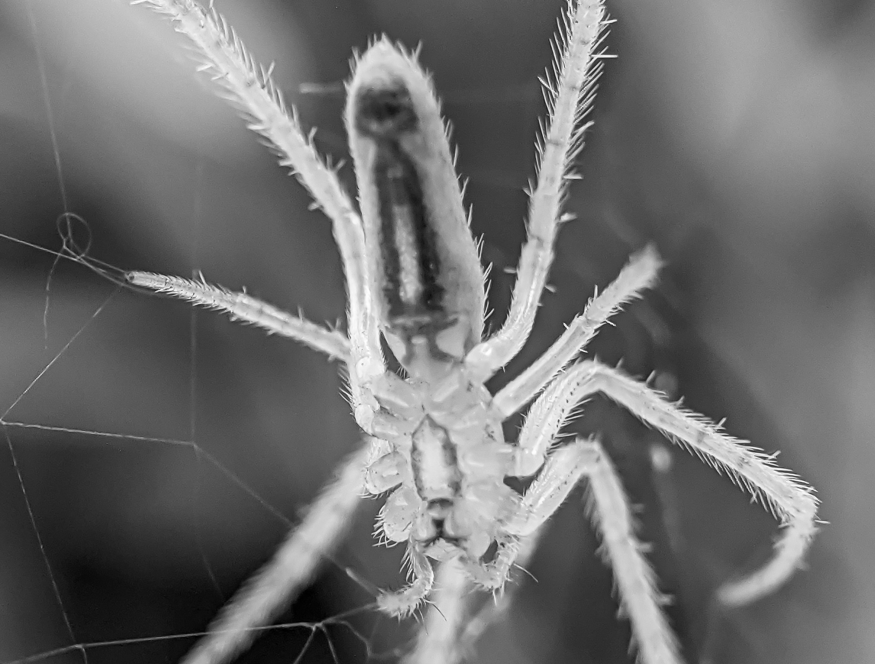 spider (10).jpg