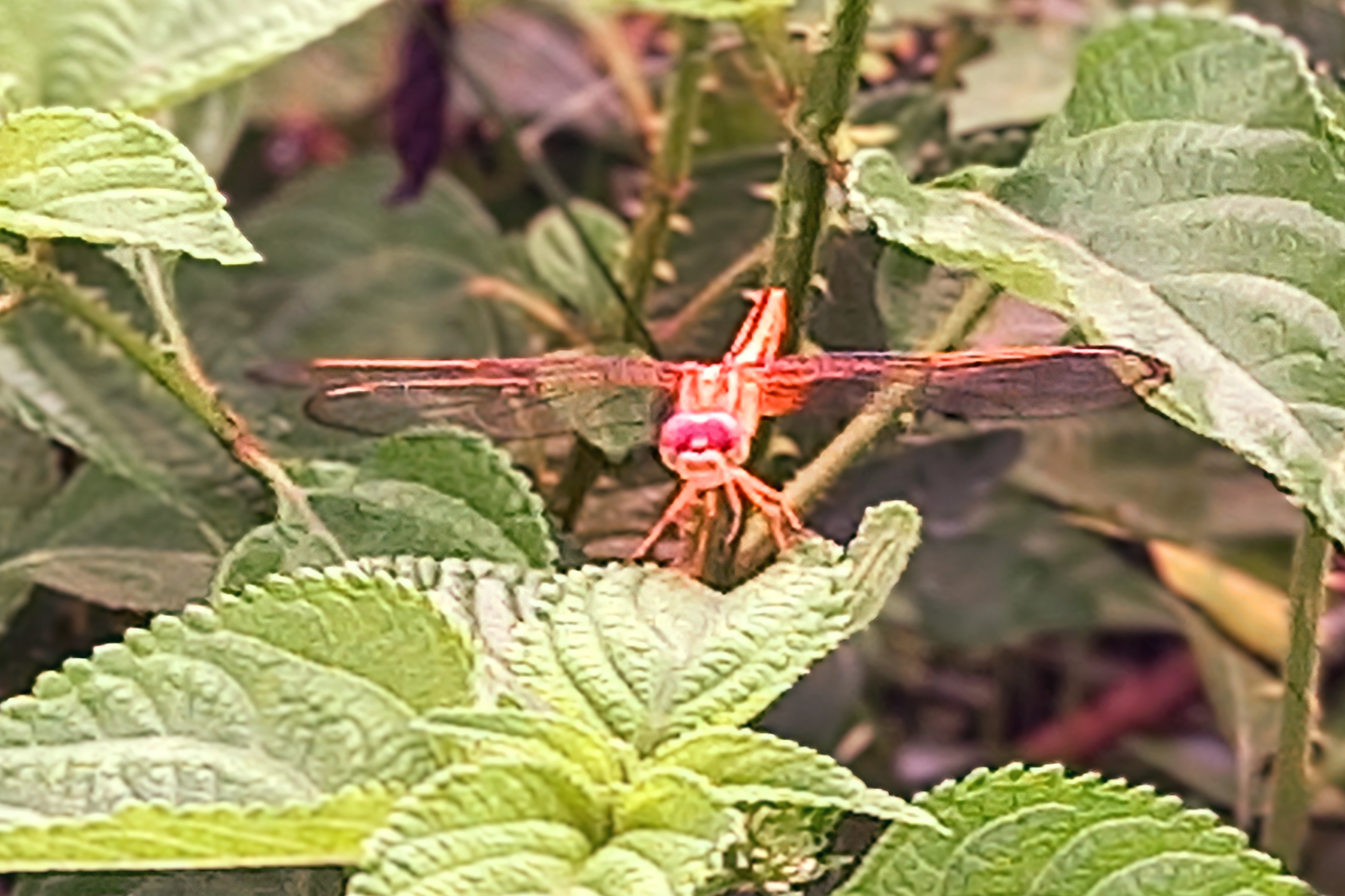 20250702_055844~2.jpg