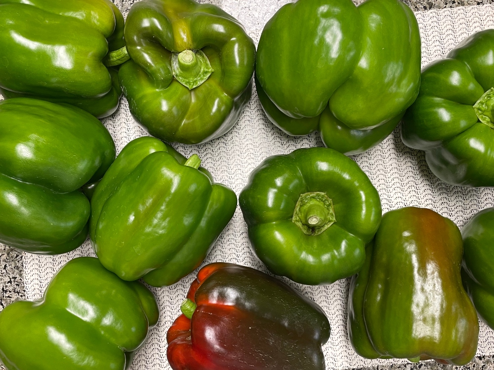 https://images.hive.blog/DQmbN6PgeFQFpEzY9zF4FzhRAgeGcThVE18AdMqMVEZnuZD/hihve-garden-green-pepper.jpg