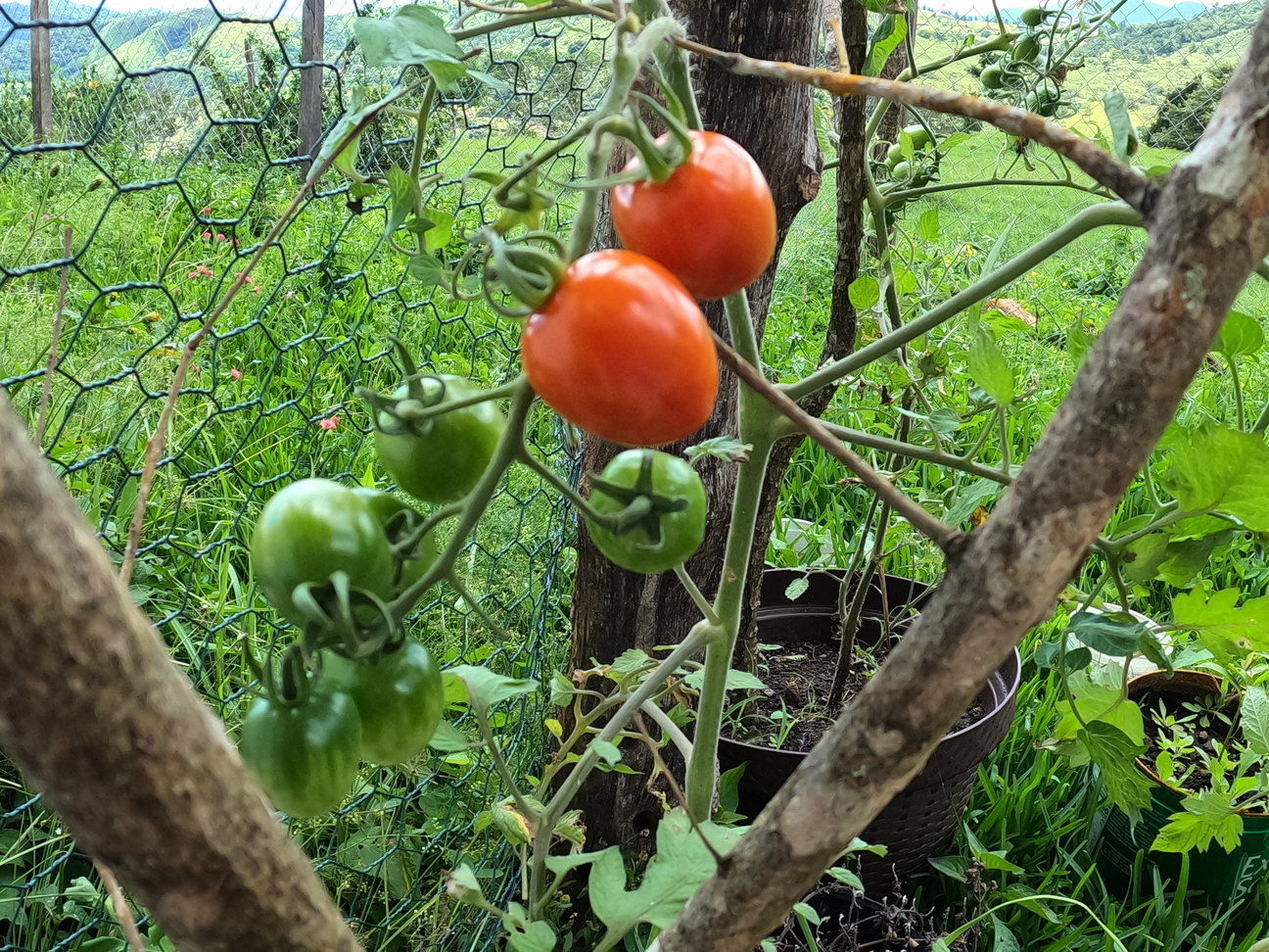 small-cherry-tomatoes-growing.jpg