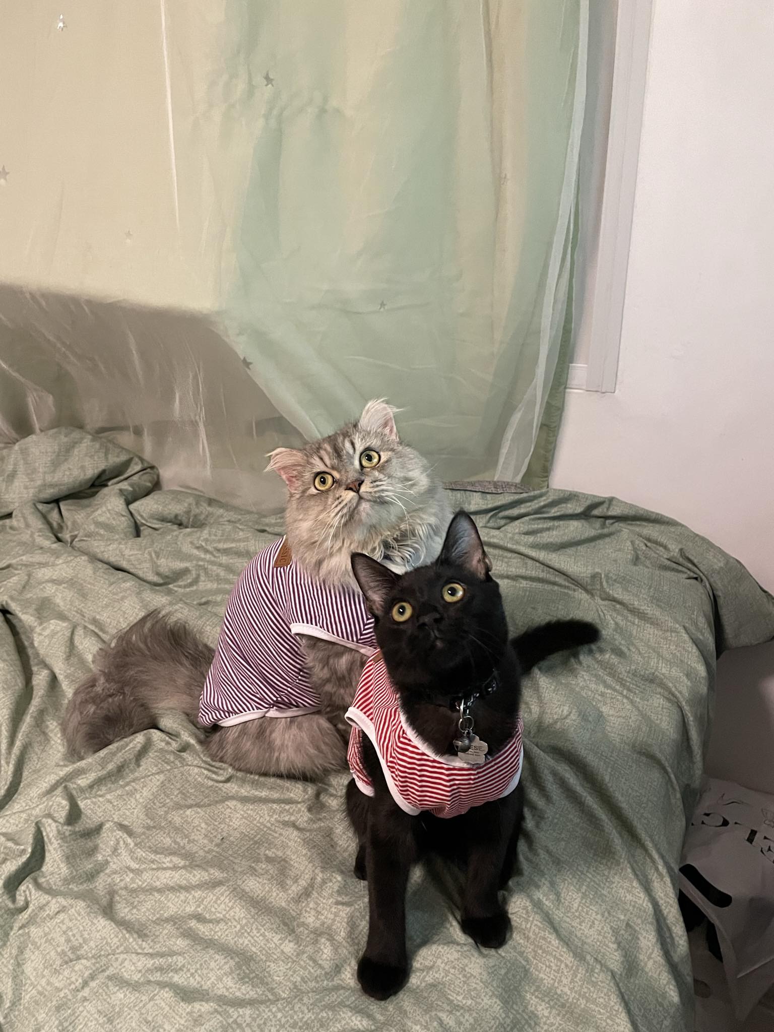 grey and reese.jpeg