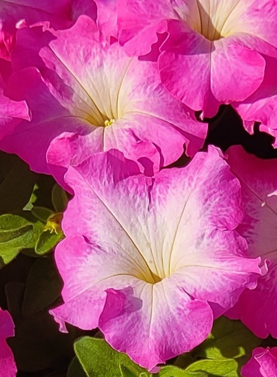 IMG_20250819_080302.jpg
