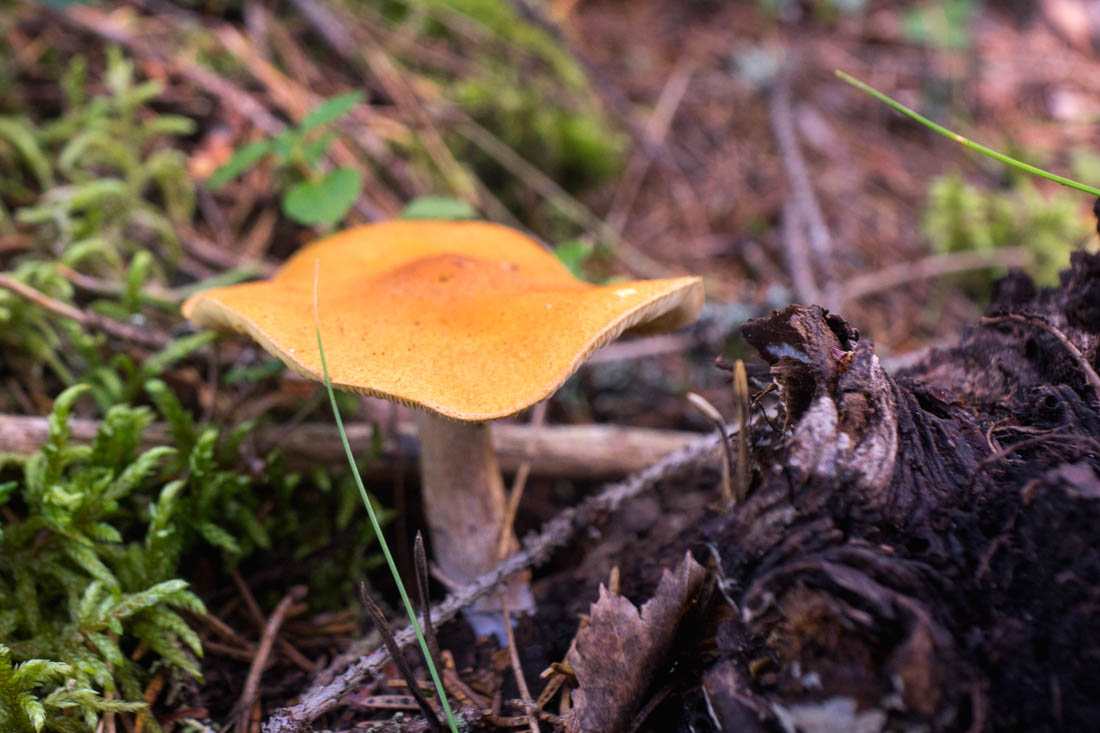 DSC08235.jpg