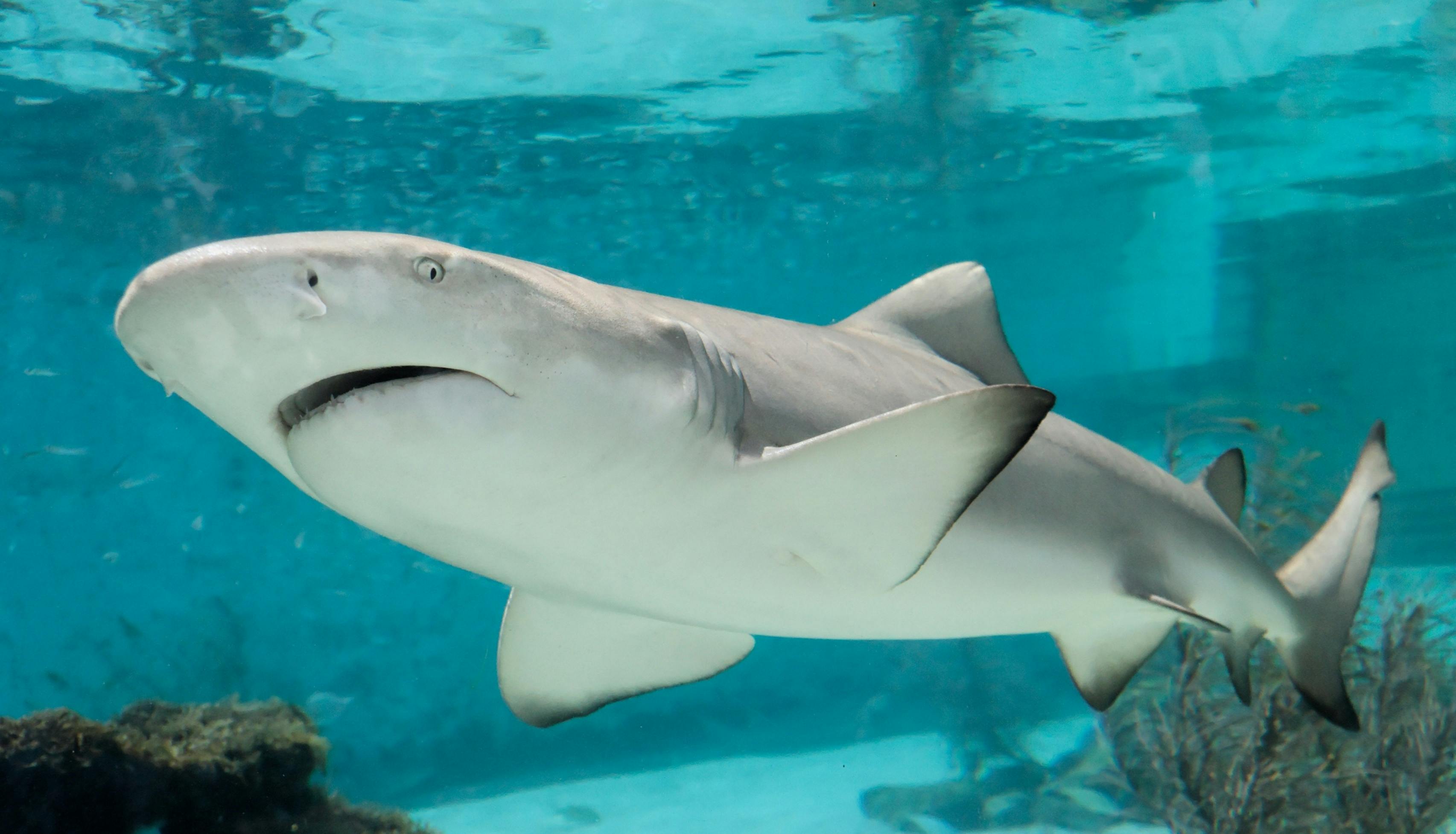Shark.2.jpg