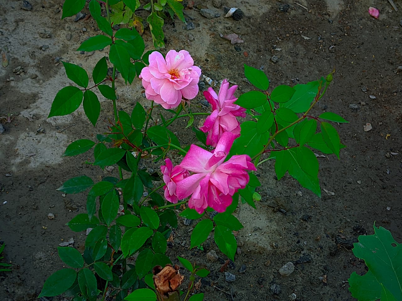 IMG-20250510-WA0002.jpg