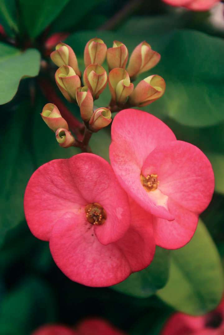  "St. Padre Pio - Couple Flower.jpg"