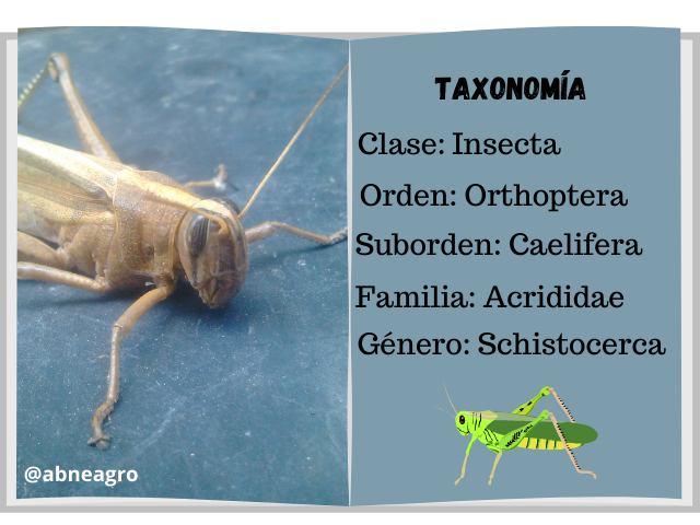 Taxonomía 1.png