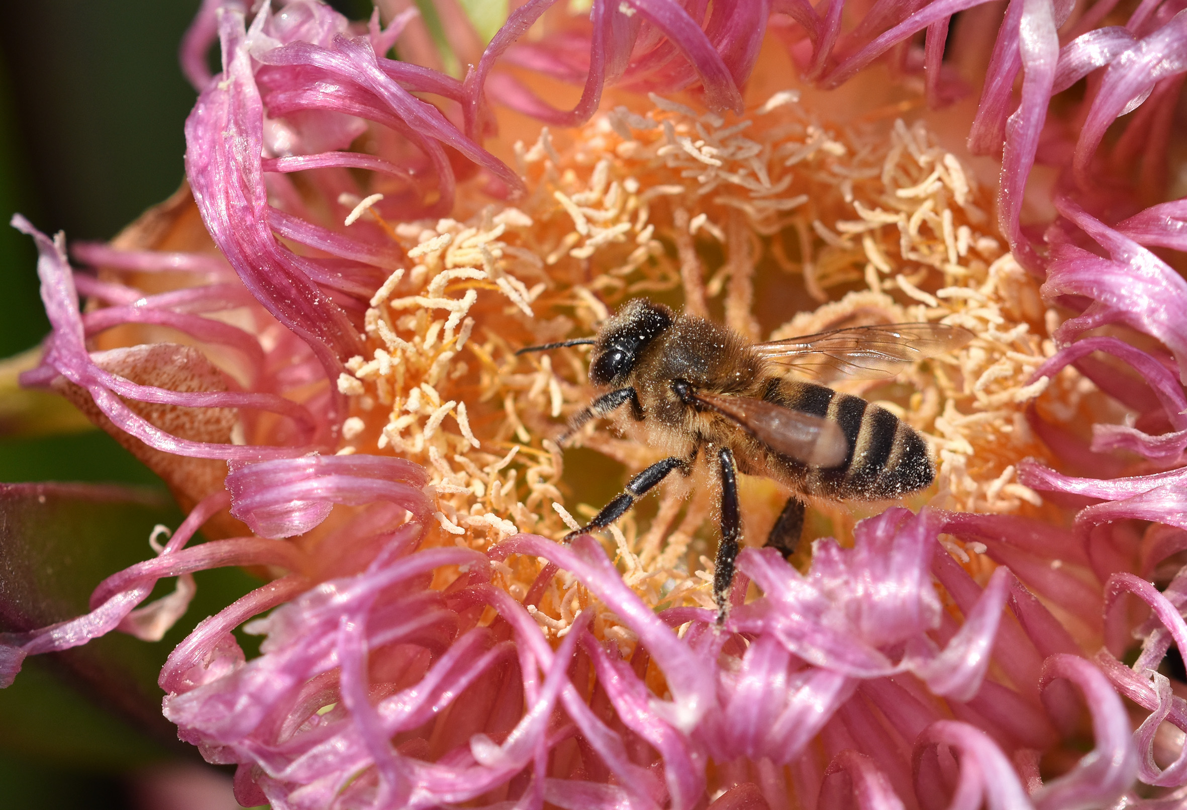Carpobrotus edulis pink bee 2.jpg