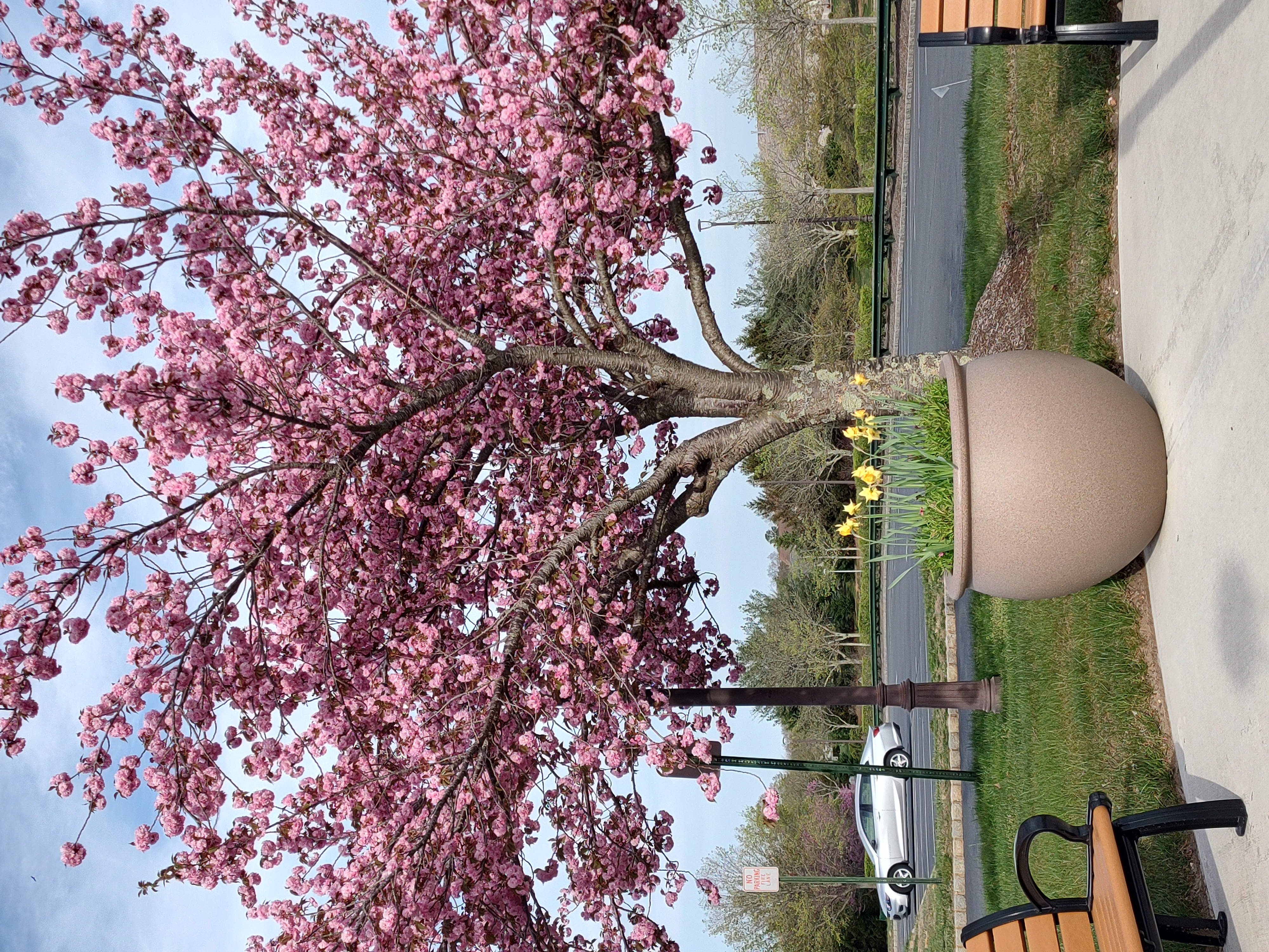IMG_20250422_171942411_HDR.jpg