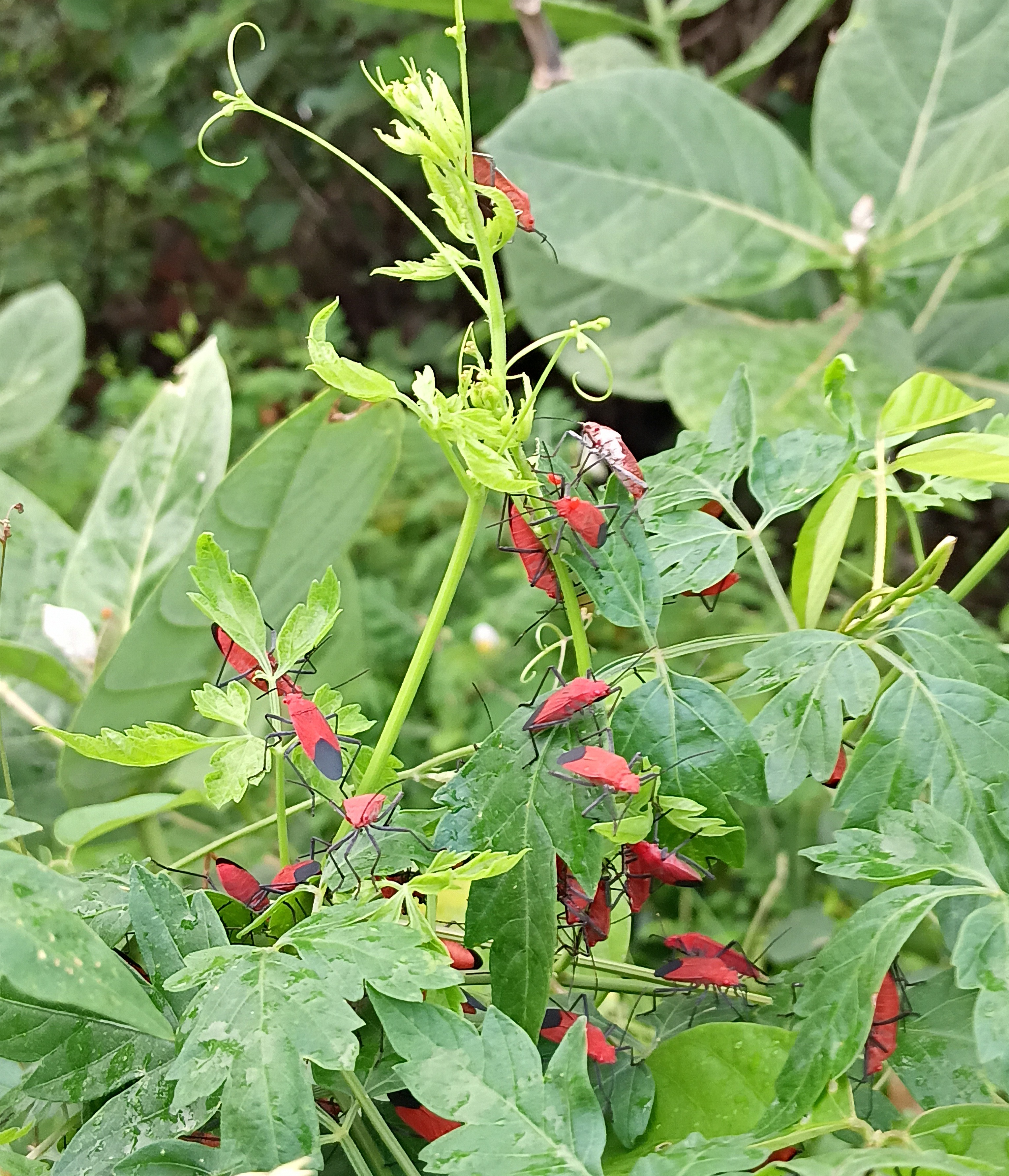 20250718_054556.jpg