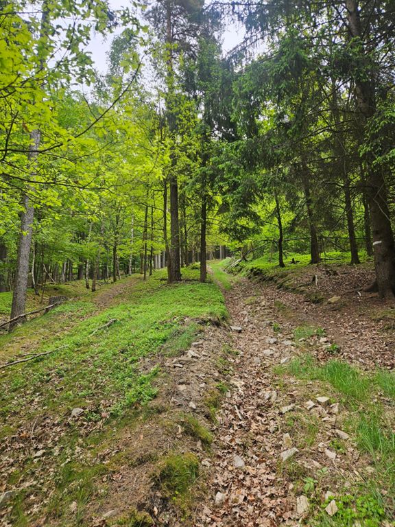 Afternoon Trail Run