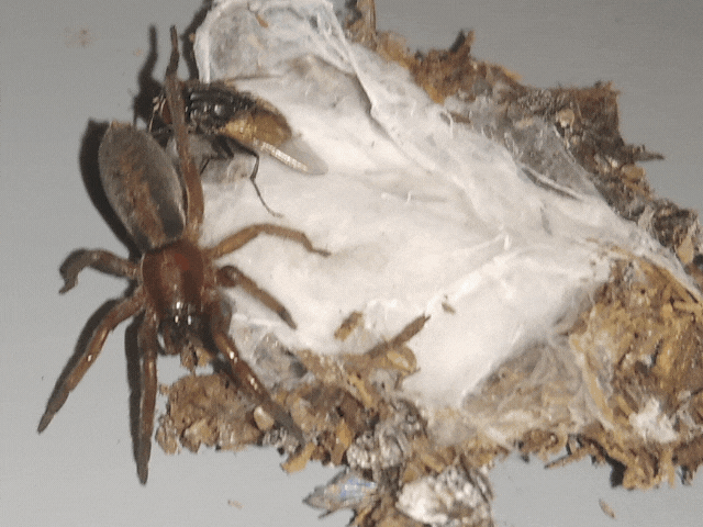Automeris cf. jucunda (1).gif