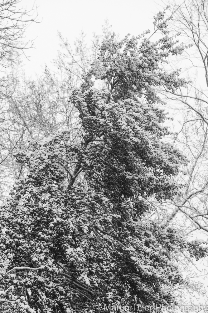 Snowfall black and white (3 of 6).jpg