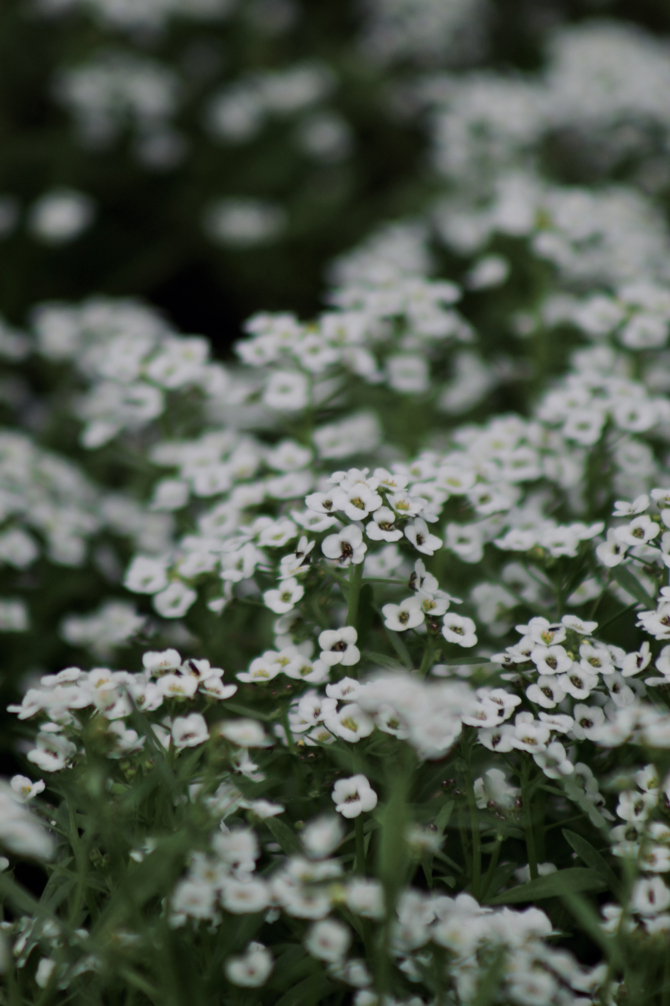 IMG_3331.jpeg
