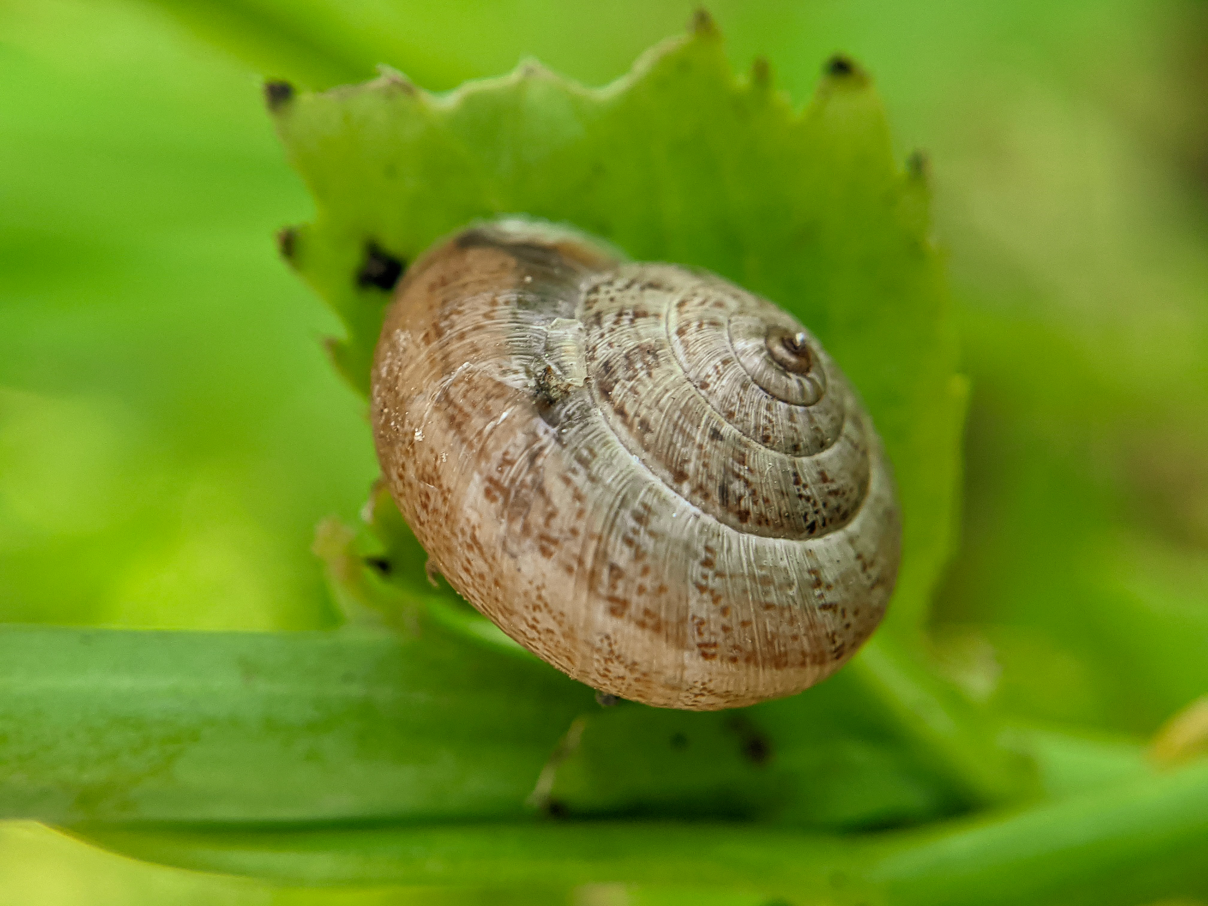 snail (6).jpg
